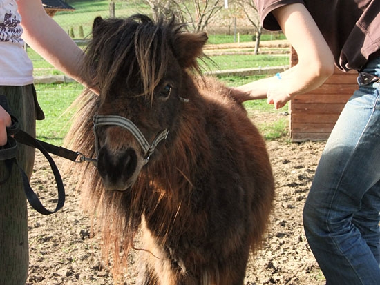 Každoročný kadernícky a veterinárny servis