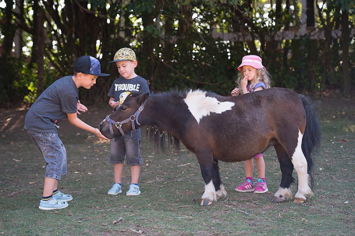 Ako na chov shetlandských pony v type mini