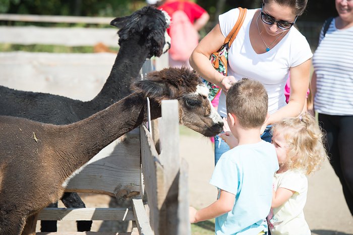 Kŕmenie a hladkanie zvieratiek je "povinnou jazdou" pri prehliadke FarmaPARKU