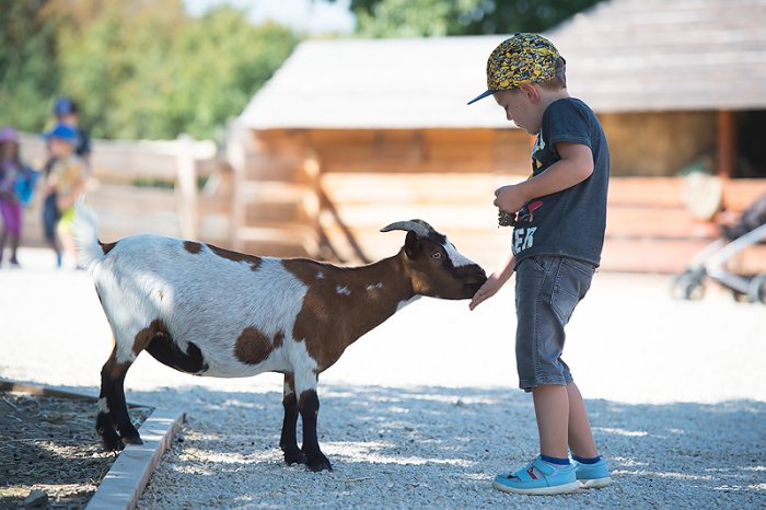 Kŕmenie a hladkanie zvieratiek je "povinnou jazdou" pri prehliadke FarmaPARKU