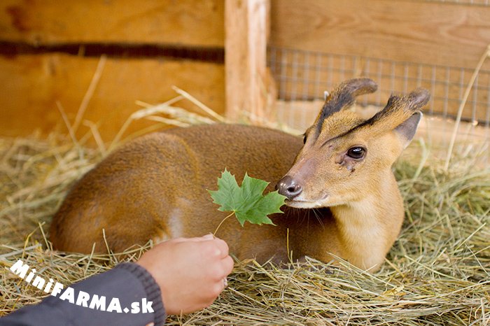 Zvieratká sa Vám budú tmoliť pod nohami =)