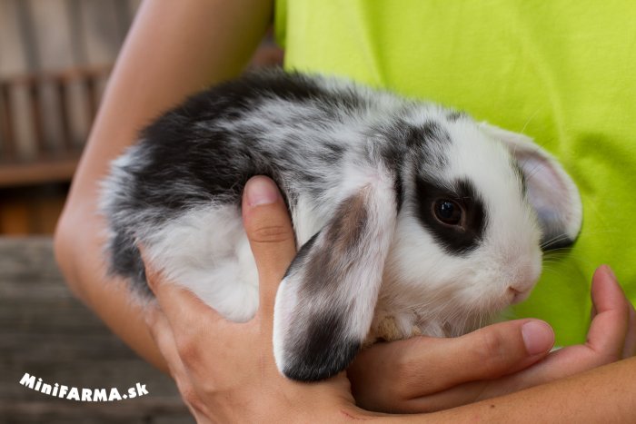 FARMAPARK Lubina je skvelé miestečko plné zážitkov. Jeho návšteva je ideálnou možnosťou pre koncoročné a poznávacie výlety s detičkami, pre školy, skupiny aj denné tábory.